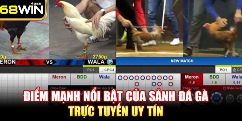 Bật mí các thể lệ khi chơi chọi kê online